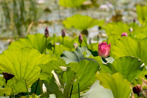 AustraliaAdelaide 10  041